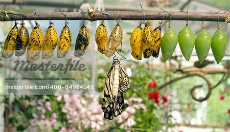 cocoon and a butterfly that has just been born