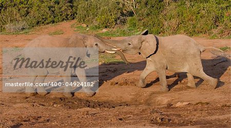 Two young African Elephant bulls play-fighting in the Addo Elephant National Park, South Africa