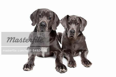 Two grey great Dane dogs on front of a white background