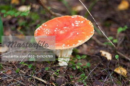 one agaric on the ground in the forest
