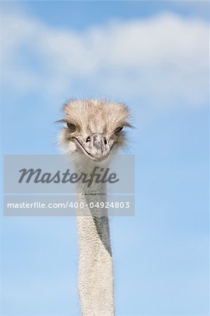 An ostrich on a farm in Dalarna, Sweden