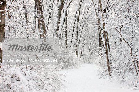 Fresh snowfall along a hiking trail in northern Illinois.