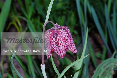 close-up from a fritilaria chessboard flower in the spring