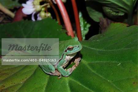 littel green frog sits comfortably on a green bloom leaf