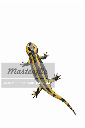Beautiful salamander isolated on a white background.