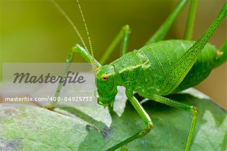 Close Up Image of Green Katydid