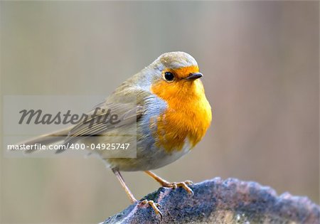Robin Perched on a Log