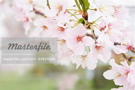 Gros plan de fleurs de Akebono Cherry Tree, Washington, D.C., USA Gros plan de fleurs de Akebono Cherry Tree, Washington, D.C., USA