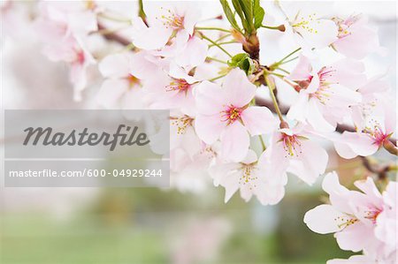 Gros plan de fleurs de Akebono Cherry Tree, Washington, D.C., USA