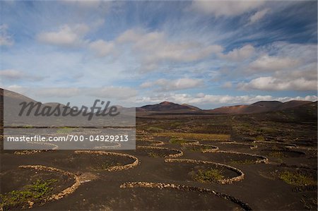 Weinberg bei La Geria, Lanzarote, Kanarische Inseln, Spanien