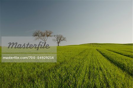 Trees and Farmland between San Quirico and Pienza, Val d'Orcia, Siena Province, Tuscany, Italy