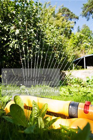 Close-up view of garden hose watering lawn