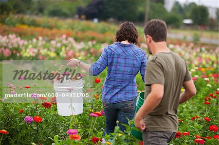 Couple cueillait des fleurs, l'île Sauvie, Oregon, Etats-Unis