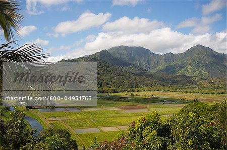 Taro Fields, North Shore, Kauai, Hawaii, USA