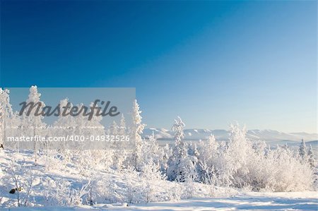 Frosen wilderness forest alighted by sunset. Blue clear sky and mountains on background. Frosen wilderness forest alighted by sunset. Blue clear sky and mountains on background.