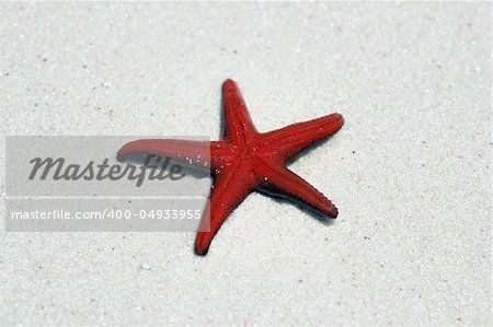 Smallred starfish laying  upside down on the water edge