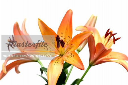 three lily over white. shallow depth of field with focus on front stamen.