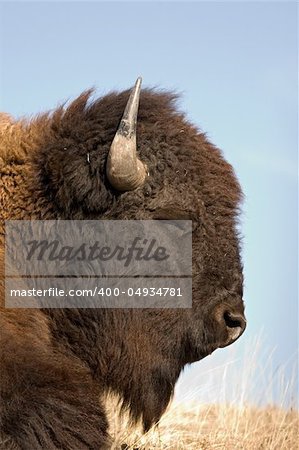 bison sleeping in the warm, late afternoon sun