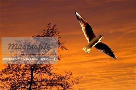 blurred image of a seagull soaring during sunset with silhouet of a tree on background
