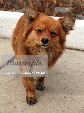 sad red dog standing on the alley