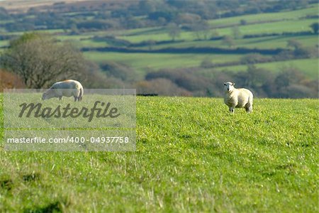 a sheep on a green field or meadow