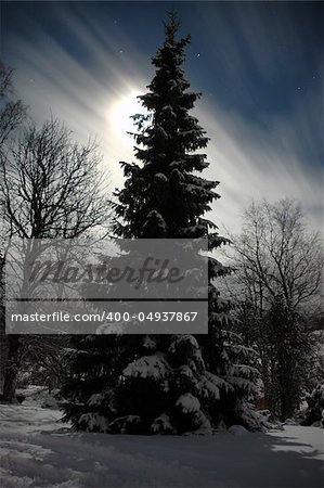 Some trees on a moonlight. cloudy sky. Winter and cold weather