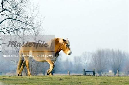 a brown horse walking on farmland