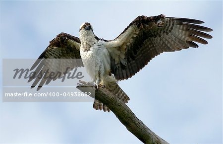 An Osprey spreading its magnificent wings