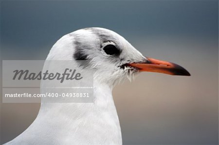 As a magical seagull, flap your wings and fly