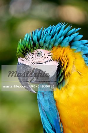 A brightly color parrot sitting outside
