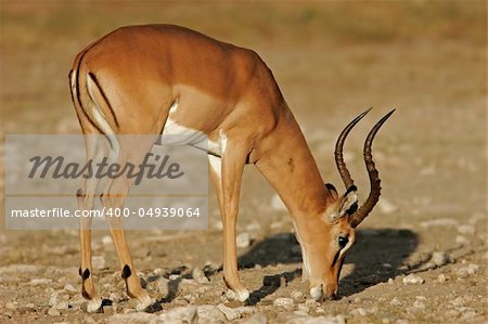 A male black-faced impala (Aepyceros melampus petersi), Etosha National Park, Namibia