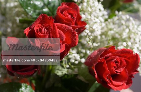Close-up of red roses