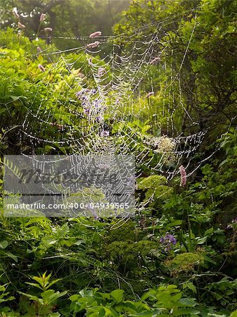 Spiderweb in the morning