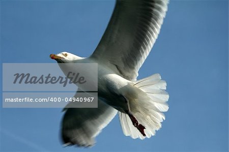 Up Close View of Seagull in Flight