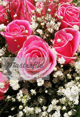 Gorgeous bright pink roses in bloom