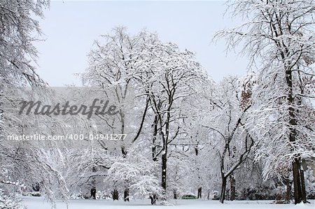 Trees covered with white snow against a snowy background. Winter Scene.