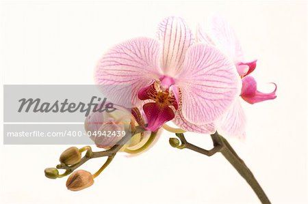 Une orchidée rose sur un fond clair