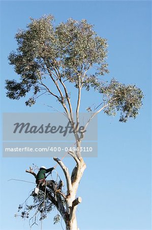 A large tree is being cut down by a man suspended ropes. He is leaning back against the rope and has a chainsaw dangling from his harness