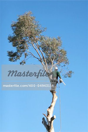 A large tree is being cut down by a man suspended ropes.