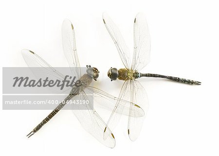 two dry dragonflies (Anisoptera)