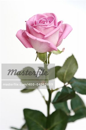 The gentle pink rose is in a vase on a white background