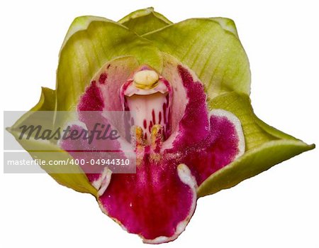 A selection of orchid flower in white background.