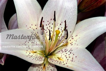 Close up shot of a flower with petals and stamen