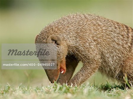 Banded mongoose (Mungos mungo), Etosha National Park, Namibia