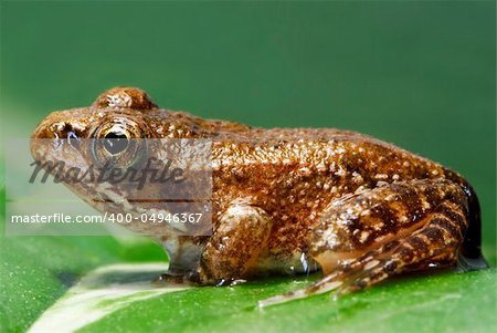 Tiny Rana Perezei frog on a green leaf