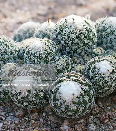 Close up shot of a desert ball cactus. Great detail in the thorns sticking out. Shot with a Canon 30D and 100mm macro lens