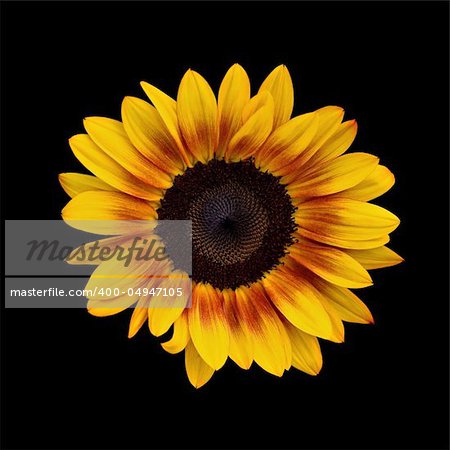 Sunflower on Black Background