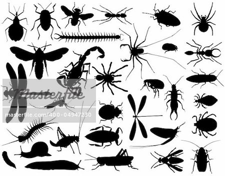 Collection of vector outlines of insects and other invertebrates Collection of vector outlines of insects and other invertebrates