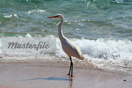 Bird near the sea. The large white bird and beautiful sea wave