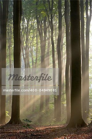 Misty forest photographed in the morning early autumn. Sun rays cross the picture.